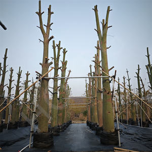 HOKBG Anti-UV duradero 125 <span class=keywords><strong>litros</strong></span> PP tejido <span class=keywords><strong>de</strong></span> plástico grande plantación <span class=keywords><strong>de</strong></span> árboles tejido transpirable bolsas <span class=keywords><strong>de</strong></span> cultivo con asas <span class=keywords><strong>de</strong></span> eslingas - Product Image 5