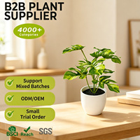 Tanaman Buatan Monstera Berwarna-warni Seperti Asli dari Sutra, Tanaman Buatan Mini dalam Pot 18cm untuk Dekorasi Rak