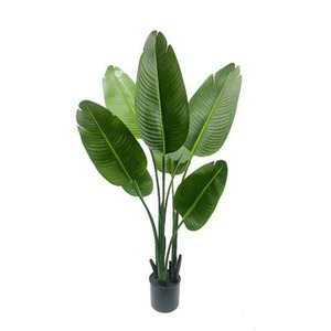 <span class=keywords><strong>Bananier</strong></span> <span class=keywords><strong>d</strong></span>'arbre de voyageur de plante artificielle de <span class=keywords><strong>prix</strong></span> moins cher populaire pour la <span class=keywords><strong>d</strong></span>écoration de jardin à la maison - Product Image 2