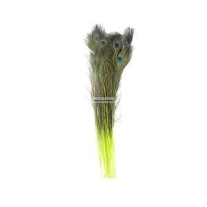 Pack of 100 Pieces Stem Dyed Peacock Eye Tail <strong>Feather</strong> 20 Inch+ - Product Image 1