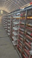 Cage à cailles automatique/Cage à cailles en plastique/Cages à cailles pour la production d'œufs HJ-QC400B