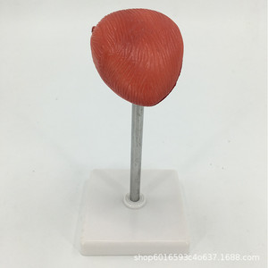 Modèle médical de vessie, modèle du système urinaire, modèle de structure transversale de la vessie, modèle pédagogique de la structure urinaire - Product Image 3