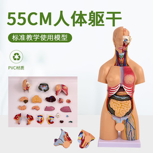 Modelo de torso bisexual de 55 cm, 21 piezas desmontables, anatomía del torso humano con muestras de órganos internos, anatomía de la espalda. - Product Image 2