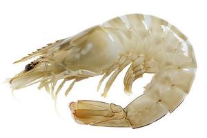 กุ้งกั๊กดำแช่แข็งพร้อมปรุง ปอกเปลือก ล้างเส้นดำ พร้อมรับประทาน ขายส่งจำนวนมาก โปรตีนสูง คาร์โบไฮเดรตต่ำ อาหารทะเลสำหรับธุรกิจ HoReCa - Product Image 1
