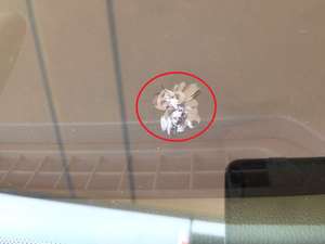 VISBELLA ремонт автомобиля стекло клей лобовое стекло Ремонт Смолы - Product Image 5