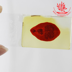 Whipworm biological <b>microscope</b> slides for teaching laboratories: clear structural specimens, brightly stained slides. - Product Image 1