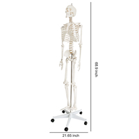Modèle de squelette d'éducation humaine (170 cm) avec support / modèle biologique, modèle de squelette grandeur nature