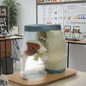 Tiên tiến trong suốt PVC giải phẫu mô hình cho mông cơ bắp tiêm và độ tương phản cho y tá đào tạo manikin mô hình - Product Image 2