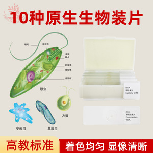 Estructura típica de protozoos, introducción a las amebas, equipo de laboratorio biológico, preparados zoológicos - Product Image 2