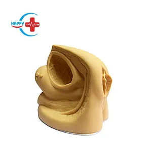 HC-S131 महिला आंतरिक और बाहरी जननांग और कैथेटर मॉडल मानव शरीर रचना मॉडल - Product Image 1