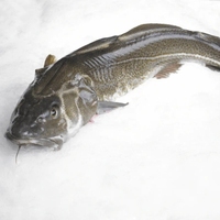 Morue entière naturelle, surgelée IQF, viande blanche en vrac, pêche en mer, fruits de mer sauvages, nettoyée, fournisseur de Singapour