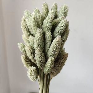 Hierba de <span class=keywords><strong>Phalaris</strong></span> Seca de Alta Calidad al por Mayor para Decoración del Hogar, Manualidades y Bodas - Product Image 6