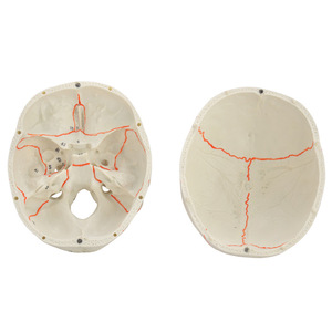 Le fabricant vend en gros des modèles de simulation médicale pour l'enseignement, incluant des crânes numériques et des crânes anatomiques pour adultes. - Product Image 4