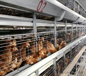 Poulailler en acier galvanisé de haute qualité pour hangar d'élevage de volaille d'alimentation et de ventilation automatique de ferme - Product Image 3