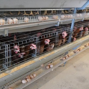 Nouveau système de cages en batterie de type H durable pour poules pondeuses, en acier galvanisé, pour fermes avicoles et production d'œufs efficace - Product Image 1