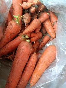 <span class=keywords><strong>Carote</strong></span> Rosse Fresche 15cm 10kg Conservate in Frigorifero, Provenienti dallo Shandong, Cina, <span class=keywords><strong>per</strong></span> Uso Alimentare, Prezzo Competitivo all'Ingrosso - Product Image 5