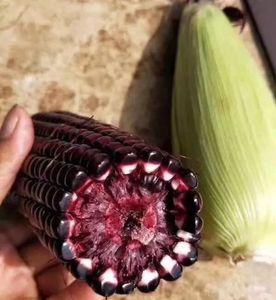 Antocianinas 25% Extracto de Maíz Morado <span class=keywords><strong>Peruano</strong></span> Polvo de Antocianinas - Product Image 3