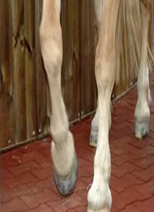 Pelapis lantai luar ruangan anti selip, pelapis karet lantai bentuk tulang anjing, ubin bata stabil kuda - Product Image 5