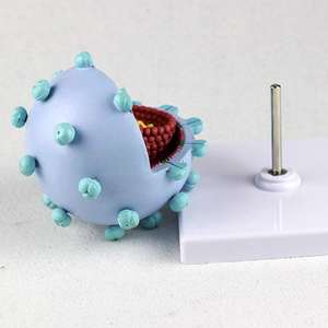 Modelo Ampliado del Virus del VIH KyrenMed, Modelo Ampliado del Virus del SIDA, Modelo de Estructura de Sección Transversal - Product Image 5