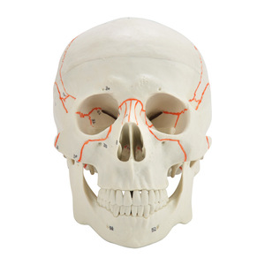 Le fabricant vend en gros des modèles de simulation médicale pour l'enseignement, incluant des crânes numériques et des crânes anatomiques pour adultes. - Product Image 1