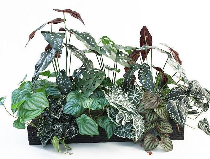 Fairy Wild Green Trail - Set di design per piante verdi 6