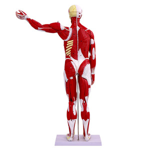 Maniquí de Ciencias Médicas, Modelo Muscular <span class=keywords><strong>Humano</strong></span> Masculino de 80 cm <span class=keywords><strong>con</strong></span> 27 Partes, Incluye Órganos Internos para Entrenamiento <span class=keywords><strong>y</strong></span> Estudio Anatómico - Product Image 4