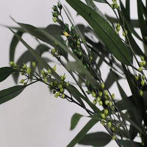 Cabang Bunga Kering Beku Daun Eucalyptus yang Diawetkan dengan Buah - Product Image 4