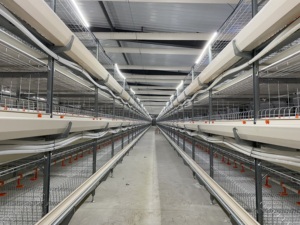 Automatic <strong>Galvanized</strong> Metal Battery <strong>Broiler</strong> Breeder Chicken <strong>Rearing</strong> <strong>Cage</strong> - Product Image 2