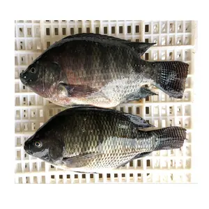고품질 IQF 틸라피아 농업 도매 냉동 틸라피아 물고기 가격 해산물 수입