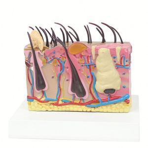 Modelo de piel canina patológica de KyrenMed con condiciones de mordedura de pulgas y modelo de piel normal para enseñanza anatómica de anatomía canina - Product Image 3