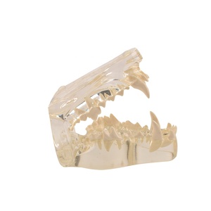 Resina canina modello dentale per cani chiaro dentatura cane denti modello corpo animale anatomia denti per la formazione del cane - Product Image 5