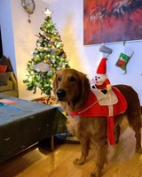 Costumes de Noël pour chiens de taille moyenne, vêtements en peluche pour chiens, accessoires amusants pour cosplay d'animaux de compagnie