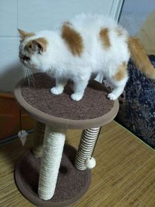 OEM &amp; ODM <strong>Custom</strong> <strong>Cat</strong> <strong>Tree</strong> Modern Luxury <strong>Pet</strong> Supplies Scratch Resistant <strong>Pet</strong> <strong>Cat</strong> <strong>Tree</strong> Multifunctional Wood <strong>Cat</strong> <strong>Tree</strong> House - Product Image 2
