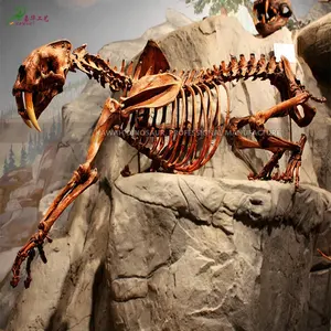 Kualitas Museum merakit serat kaca Model dinosaurus besar hewan machirodus kerangka replika untuk pameran