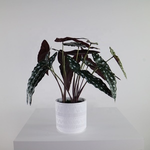 <span class=keywords><strong>ต้น</strong></span>คาลาเธียเทียมขนาดเล็กพร้อมกระถางสำหรับตกแต่งบ้าน - Product Image 4