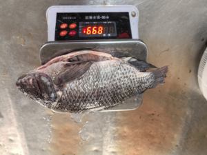 Tilapia surgelée éviscérée et écaillée de Chine, vente en gros IQF WGS, 300-500g, tilapia d'élevage, exportation vers l'Afrique/l'Europe - Product Image 3