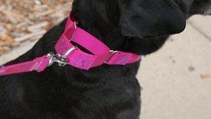 Kingtale <span class=keywords><strong>Best</strong></span> Selling OEM Custom Logo Pet Product <span class=keywords><strong>Choke</strong></span> Martingale Nylon <span class=keywords><strong>Dog</strong></span> <span class=keywords><strong>Collar</strong></span> - Product Image 4