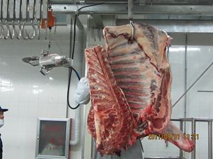 เครื่องจักรโรงฆ่าสัตว์อัตโนมัติสำหรับโรงฆ่าโค - Product Image 2