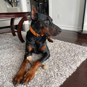 내구성 헤비 듀티 방수 PVC 전술 뱀 걸쇠 개 목걸이 금속 리벳 단단한 동물 소형 중형 대형 개 - Product Image 2