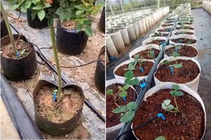 DaringFish Set di Irrigatori a Goccia a Quattro e Due Teste, Curvi e Diritti, in Plastica Tecnica per <span class=keywords><strong>Irrigazione</strong></span> a Goccia in Agricoltura, Giardino e Casa - Product Image 6