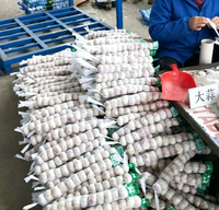 Ail Blanc Frais en Gros à Prix Compétitif, Légume Frais du Shandong, Chine, pour l'Exportation en Gros