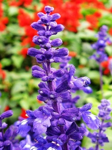 1-98% 天然ハーブセージSalviaofficinalisエキスパウダーセージリーフエキスカルノシン酸ローズマリン酸 - Product Image 6