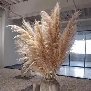 <span class=keywords><strong>Erba</strong></span> della Pampa Naturale Essiccata, Fiori Secchi Grandi e Veri per Decorazioni Interne, Vendita all'Ingrosso - Product Image 3