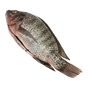 China Farms Fish Frozen Tilapia Supplier Gutted Scaled Frozen Black Tilapia Fish For Sale