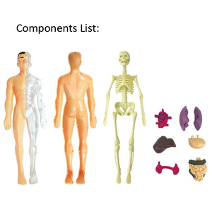 Modèle de corps humain amovible, modèle de squelette humain, vente en gros, kits scientifiques DIY pour enfants, jouets éducatifs, ressources pédagogiques - Product Image 2