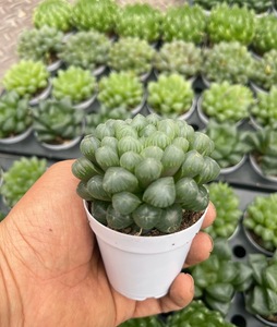 Set Misto di Haworthia Maughanii Truncata Retusa, 36 Pezzi, <span class=keywords><strong>Piante</strong></span> <span class=keywords><strong>Grasse</strong></span> in Vaso, Ideali per Giardino Interno, Decorazione Casa, Regalo, Artificiali - Product Image 4
