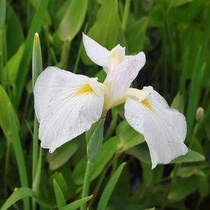 Iris <span class=keywords><strong>japonais</strong></span> Iris-I.ensata'hare Sugata' - Une <span class=keywords><strong>plante</strong></span> aquatique adaptée aux bassins de jardin et aux serres - Iris <span class=keywords><strong>japonais</strong></span> - Product Image 1