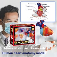 Jouet éducatif : Modèle de cœur humain assemblé, sectionné horizontalement au niveau des valves, pour la science médicale