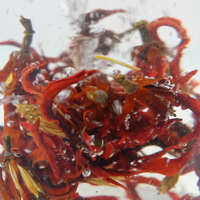 Thé aux fleurs séchées biologique Dazhanshan Fleur de magnolia Tisane Yulan Hibiscus entier brun rouge naturel