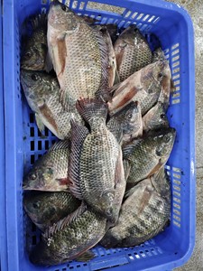 Tilapia noire du Nil entière et ronde, surgelée BQF, en gros, 300-500g, 500-800g, 800+, certifiée BRC HACCP, origine Chine - Product Image 6